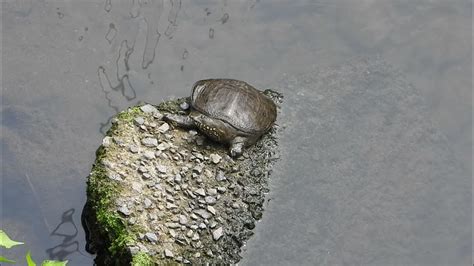 鱉魚|スッポン